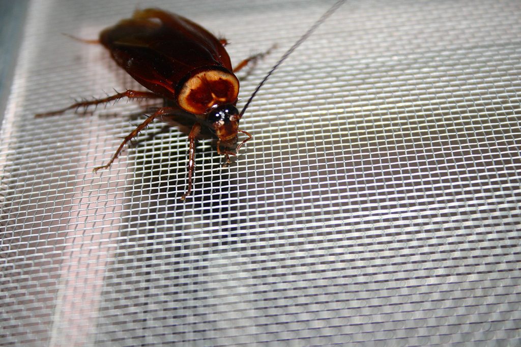 cockroach