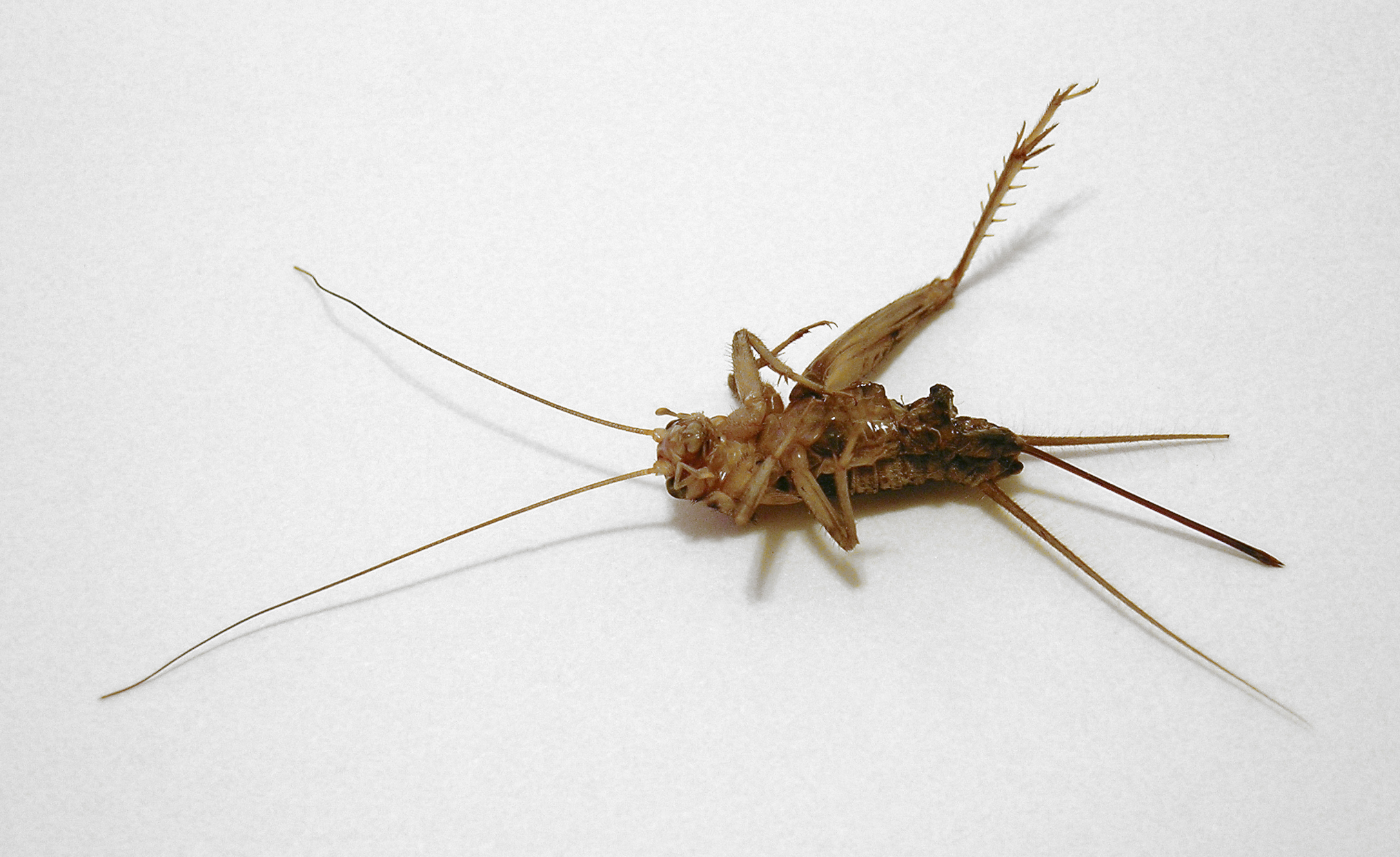 dead-cricket