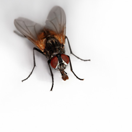 fly